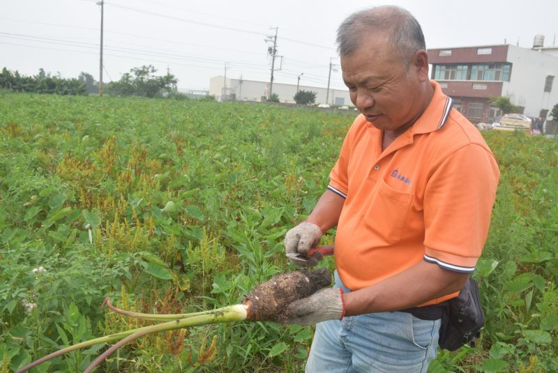 大甲區芋頭達人卓明溪，分批種植全年無休無毒大甲芋頭，品質優異，得到消費者好口碑。記者陳榮昌／攝