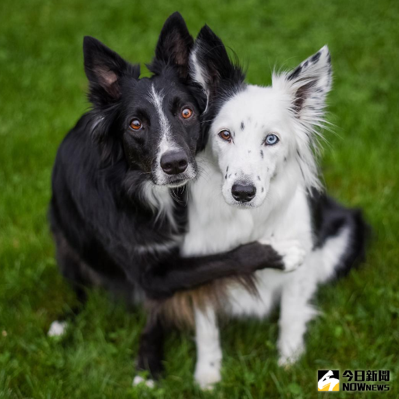 ▲狗狗拍照緊摟女友，宛如熱烈情侶。（圖／翻攝自Instagram）