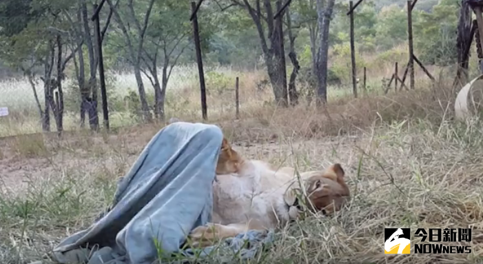 ▲辛巴威一隻母獅每天都得抱著毯子入睡，就連夏天也不意外。（圖／翻攝自臉書）