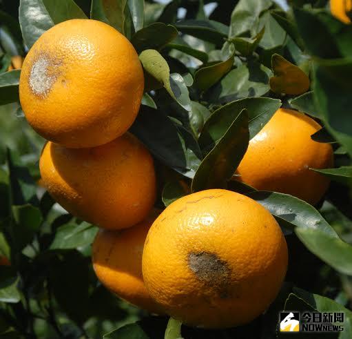 ▲如何防止茂谷柑裂果及日燒。（圖／公關提供）