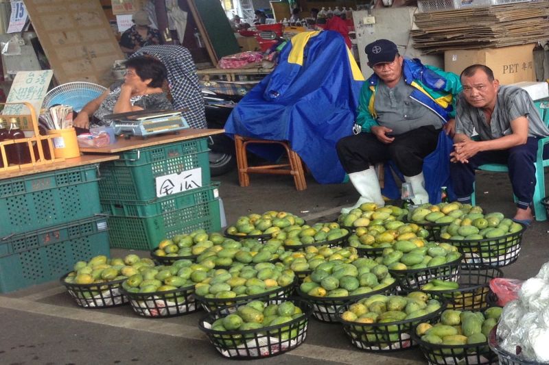 ▲玉井山區盛產的台灣土芒果進入盛產期。（圖／黃芳祿攝）