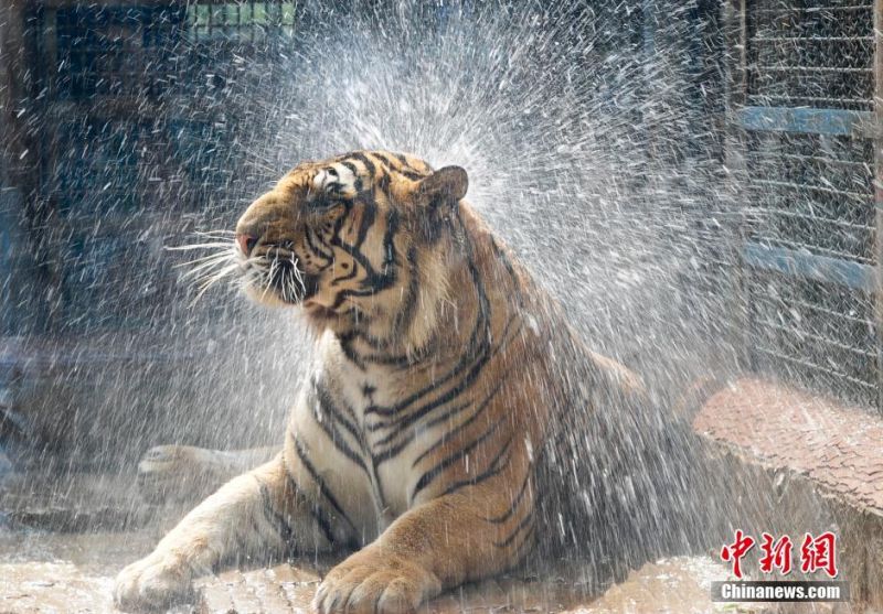 圖為濟南動物園老虎衝冷水浴消暑。