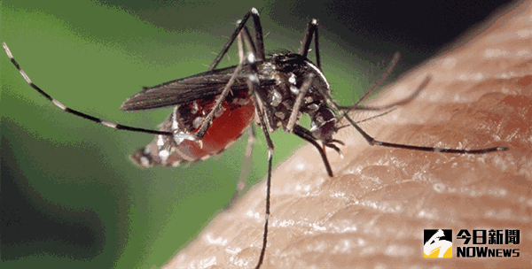 大陸釋放25億隻絕育蚊，對抗登革熱。