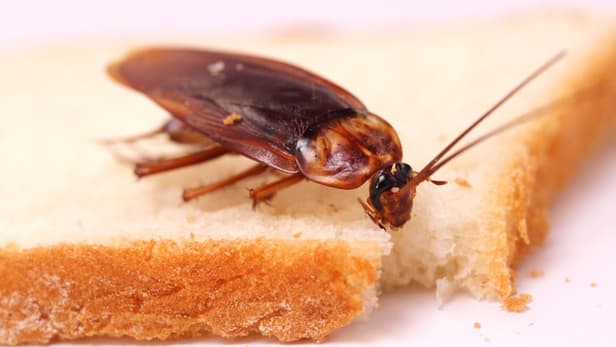 ▲蟑螂奶未來有望上市。（圖／翻攝自gizmag）