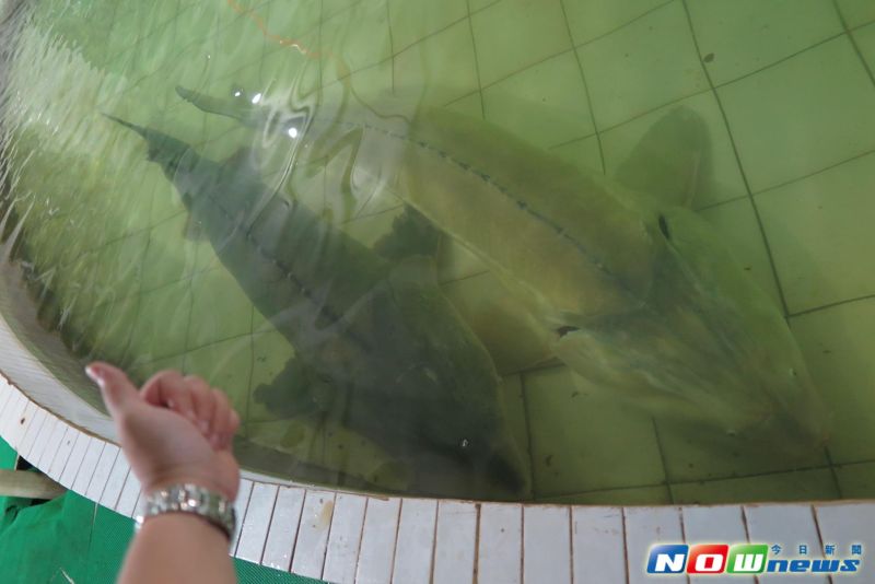 ▲中國大陸最東北邊的撫遠市，盛產鱘鰉魚。（圖／記者彭媁琳攝,2016.07.27）