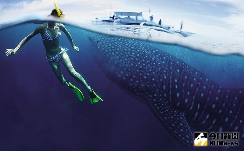圖為宏都拉斯烏提拉的一頭鯨鯊在距離一名女潛水者只有短短幾公分的地方游動。