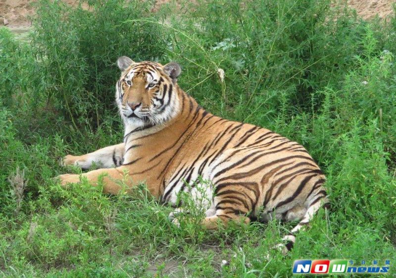 ▲哈爾濱東北虎林園，搭遊園車近距離看東北虎。（圖／記者彭媁琳攝,2016.07.25）