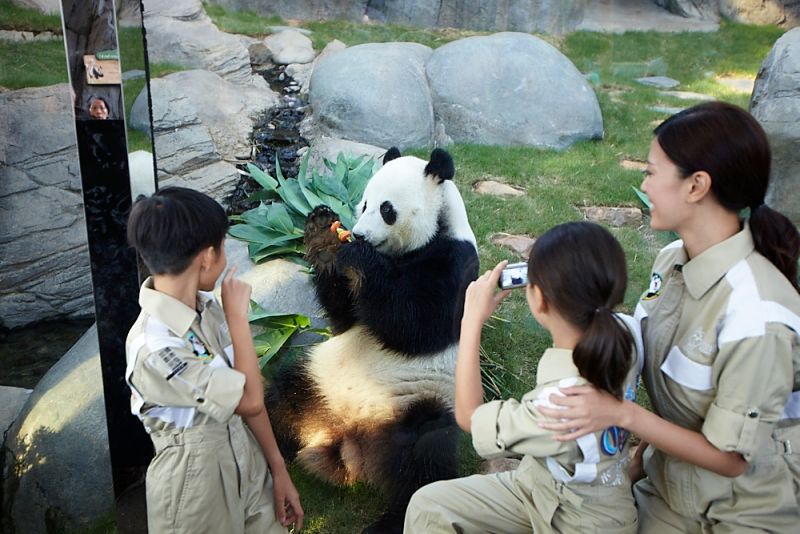 ▲在海洋公園佔地廣大，園內也有許多動物等待民眾發現，圖為亞洲展示園區的大熊貓。（圖／香港海洋公園提供）