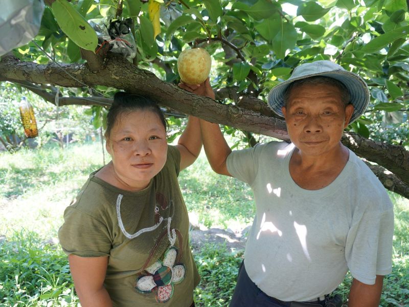 八里龍源農場▲。栽種的蜜雪梨，堅持等到接近全熟的狀況才採收，（圖／記者黃村杉攝）