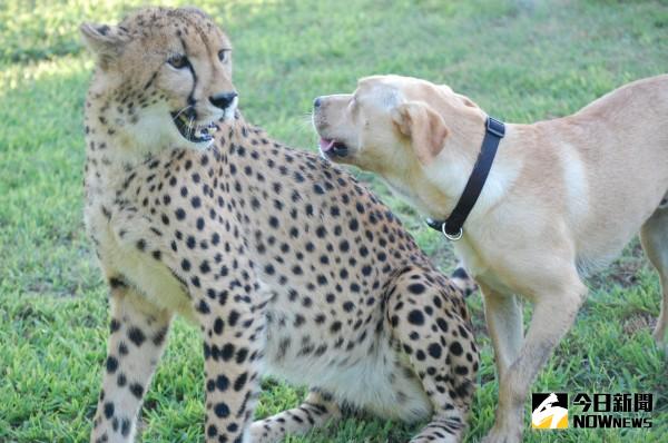 ▲獵豹和狗狗的跨種族友誼。（圖／翻攝自臉書「Metro Richmond Zoo」）