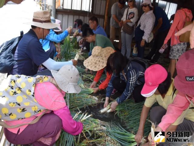 105年一區一特色「認識鄭成功廟與文化」，六十餘位眾在導覽志  工的率領參觀鄭成功廟宇。並在文曲里嚐試洗青蔥樂趣。記者陳  榮昌／攝