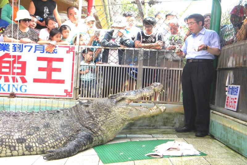 ▲麻豆鱷魚王巨鱷小河轉籍到對岸，立委黃偉哲滿臉驚慌請牠吃有台灣味的虱目魚肚。（圖／黃芳祿攝）