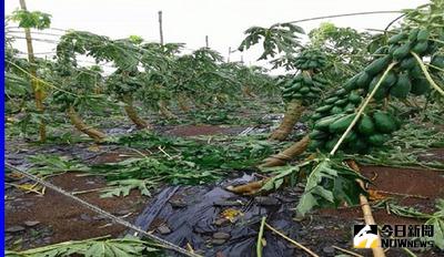 颱風尼伯特發威，屏東縣農業損失初估新台幣3300多萬元，其中以香蕉受損最嚴重，其次為木瓜（圖）。（屏東縣政府農業處提供）中央社記者郭芷瑄傳真  105年7月8日