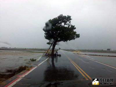 強颱尼伯特瞬間陣風超過17級，剛復癒的台東金城武大樹挺過強風吹襲，矗立在風雨中。中央社記者盧太城台東攝  105年7月8日