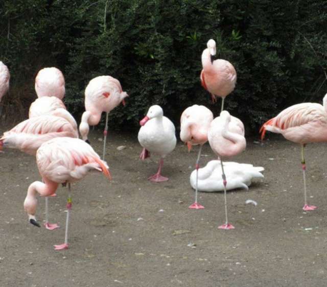 ▲鴨子不小心誤闖紅鶴群，立刻單腳站立融入。（圖／翻攝自推特）