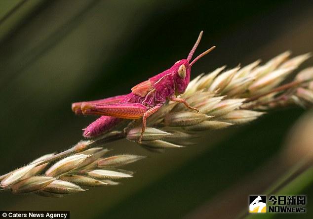 粉色蚱蜢。