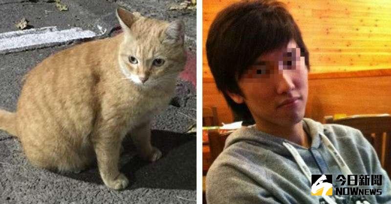 ▲台大陳姓僑生虐殺流浪貓大橘子。（資料圖）