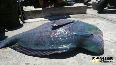 1尾保育類隆頭鸚哥魚2日下午漂流到蘭嶼岸邊死亡，由於通報相關單位到場也無法確認是否為保育魚類，民眾在不知情下刮下亮麗魚鱗，最後遭到海巡單位約談。（民眾提供）中央社記者盧太城台東傳真　105年7月2日