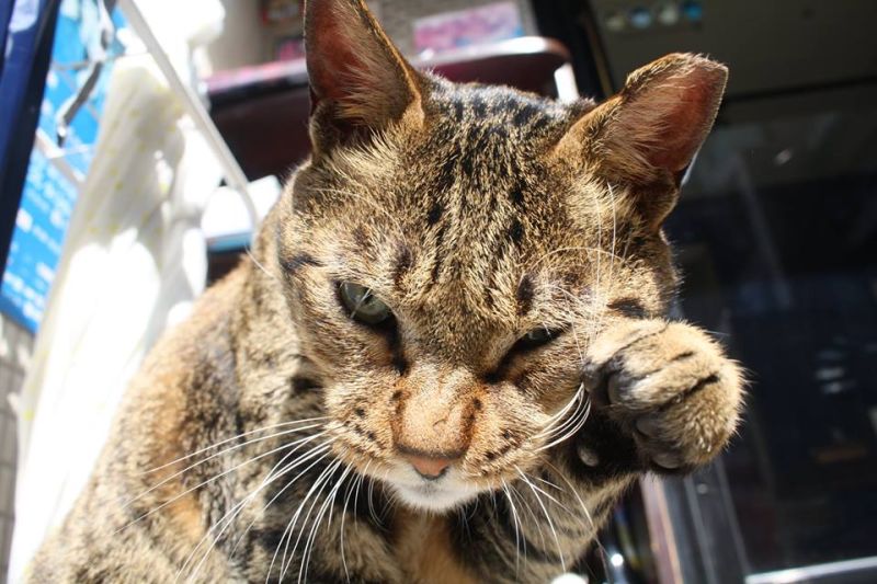 ▲北市文山區寵物餐廳認養的流浪貓「斑斑」。（圖／翻攝自動物誌 About Animals臉書）