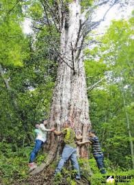 好大一棵紅豆杉古樹。