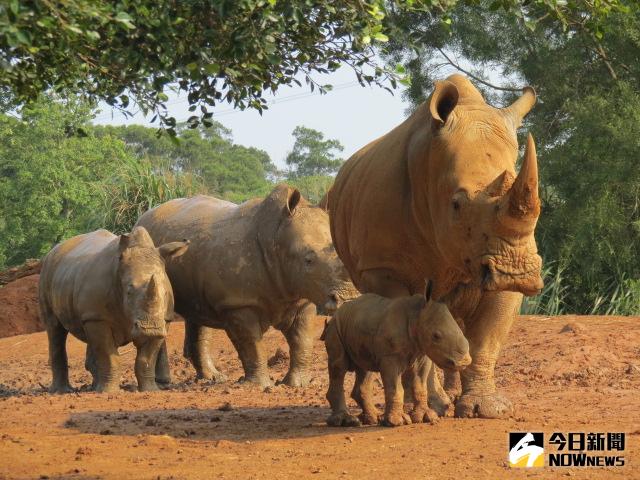 ▲六福旅遊集團旗下莊福文教基金會及六福村至今成功復育高達18隻白犀牛，現在要號召對犀牛生態保育有熱忱的朋友，化身「犀」望大使，共同前進南非為野生動物保育發聲！（圖／六福提供）
