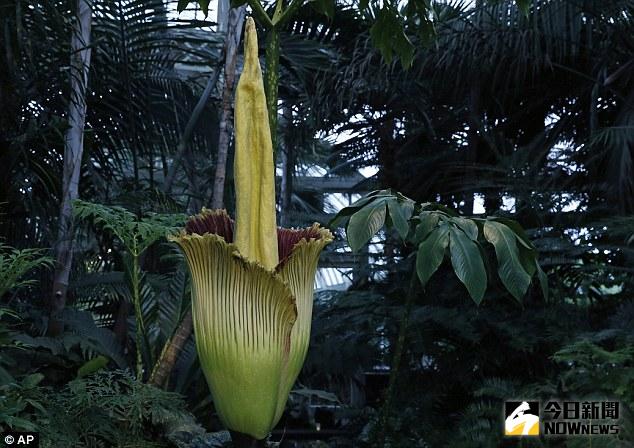 ▲紐約植物園屍花終於綻放，民眾爭相目睹。（圖／翻攝自dailymail）