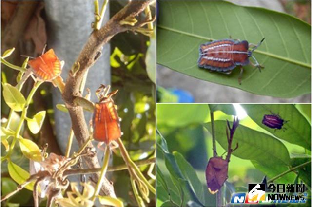 ▲荔枝椿象現蹤宜蘭！〔圖／宜蘭縣動植物防疫所提供〕