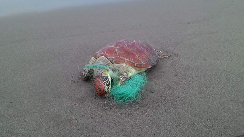 ▲淚！廢棄漁網害死海龜，照片引發網友憤怒。（圖／翻攝自爆料公社）