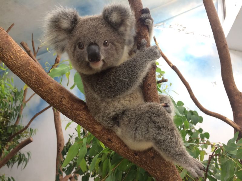 ▲無尾熊Grace。（圖／台北市立動物園提供）