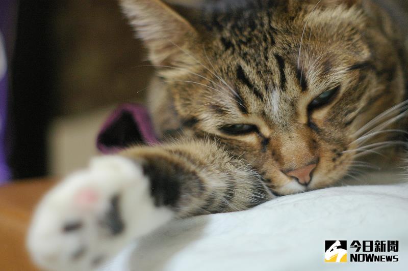 ▲隨著醫療進步與專業飼料普及，貓咪也邁入高齡化趨勢。（圖／公關照片）