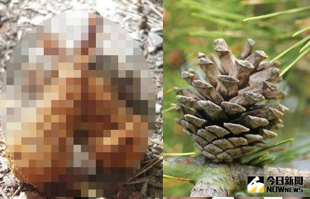 ▲松果成炸蝦？直擊松鼠啃咬的魔術。（圖／翻攝自網路）
