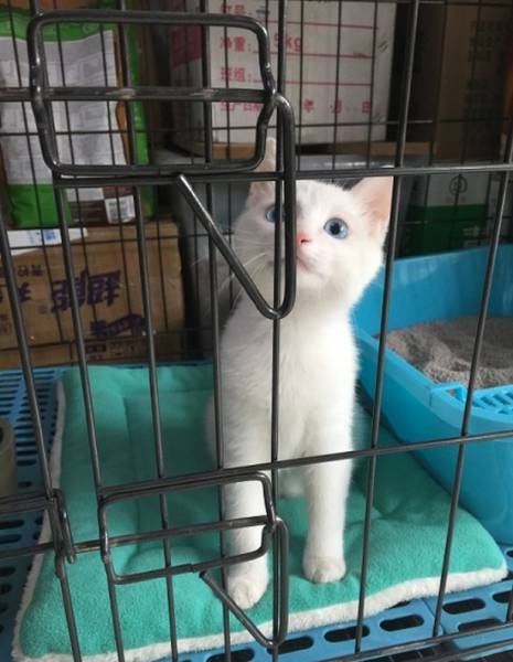 一隻小白貓被關在籠子裡，看牠靈活的雙眼似乎正在思考如何逃出去