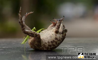 ▲蟾蜍疣含有據毒，誤食恐致命。（圖／達志影像）