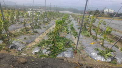 高雄市農業局28日受理災損申請，初步統計梅姬颱風造成農害損失逾新台幣1.65億元，以木瓜、香蕉和棗子損失最慘重。圖為受損嚴重的木瓜園。（高雄市政府提供）中央社記者王淑芬傳真　105年9月28日