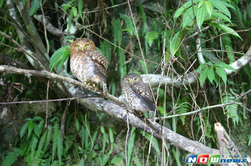 ▲左右兩隻貓頭鷹是不同物種？不同性別？還是不同的外表型？都不是！其實左邊的是幼鳥，右邊的是成鳥。這就是台灣體型最小的貓頭鷹─領鵂鶹。（圖／林文隆攝影）