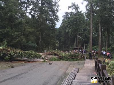 南投縣鹿谷鄉溪頭地區11日發生樹木倒塌意外（圖），造成3名遊客被壓傷，其中1人傷勢較重、2人輕傷。（取自臉書爆料公社）中央社記者蕭博陽南投縣傳真 105年9月11日