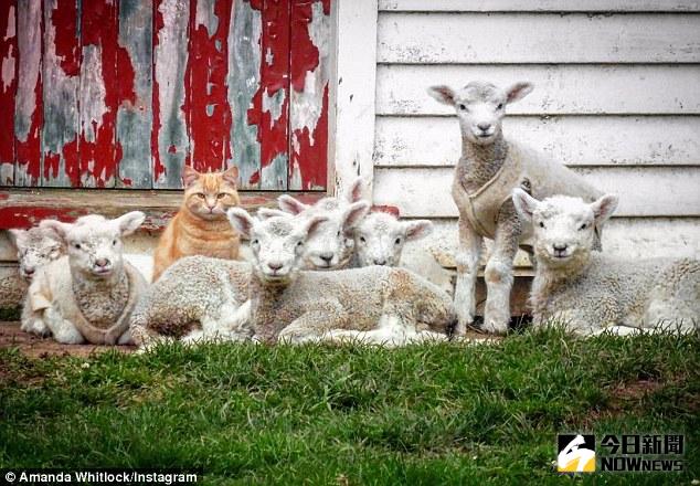 ▲史提夫和羊群成為好友，總是形影不離玩在一起。（圖／翻攝自dailymail）