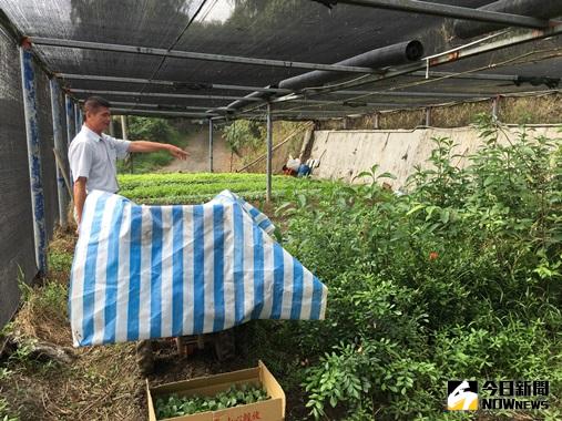 ▲圖說:大里清潔隊利用廚餘堆肥種菜。