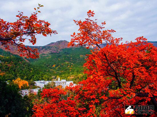 北京香山。