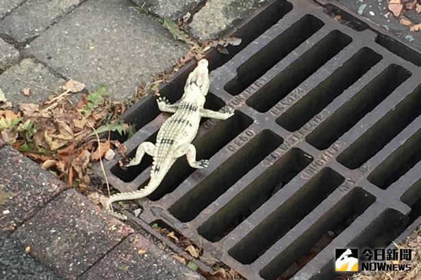 ▲救援人員抵達現場後，發現小鱷魚竟是「塑膠玩具」。（圖／翻攝自chesterchronicle）
