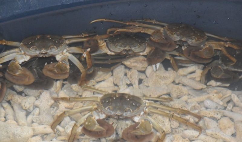 ▲虎尾生態養殖大閘蟹上市，隻隻生猛肥美。（記者郭春輝攝）