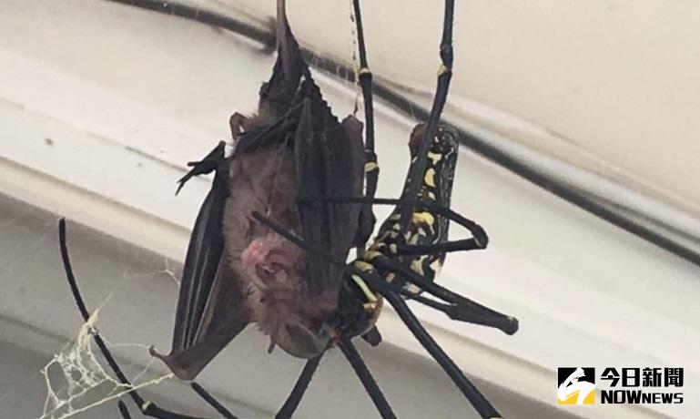 ▲古坑華南國小學生上了一堂台灣小蹄鼻蝠遭人面蜘蛛飽餐的活生生自然課。（記者簡勇鵬翻攝）