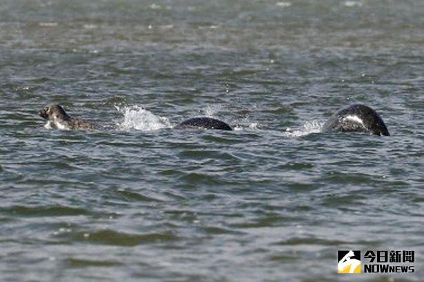 ▲布雷姆納拍攝到疑似水怪的照片，掀起熱烈討論。（圖／翻攝自mirror）