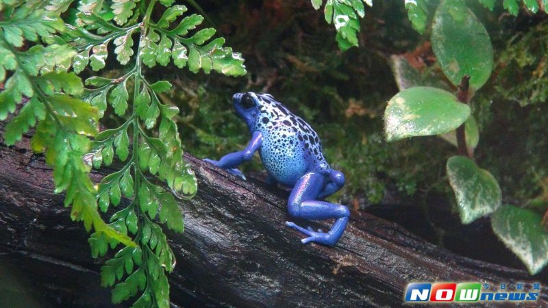▲鈷藍箭毒蛙搜索落葉堆中的昆蟲。（圖／北市動物園提供）