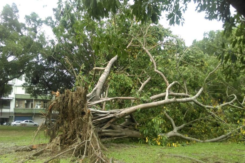 ▲開元公園老榕9/14被颱風吹倒已逾5天，連封鎖警戒也沒有。