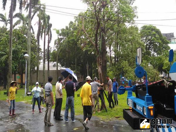 副市長吳宗榮巡視台南公園  救了羊蹄甲