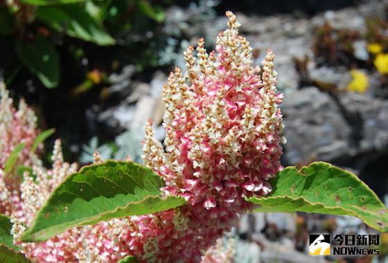 ▲合歡山國家森林遊樂區虎杖花綻放，秋季美景令人陶醉。〈圖／東勢林區管理處提供〉