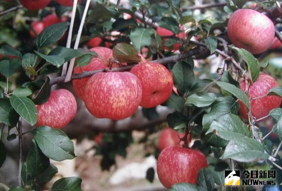 ▲梨山地區蜜蘋果開始採收上市，溫差較大的地區果肉有結蜜現象，甜度也高。〈圖／記者黃玿琮攝〉