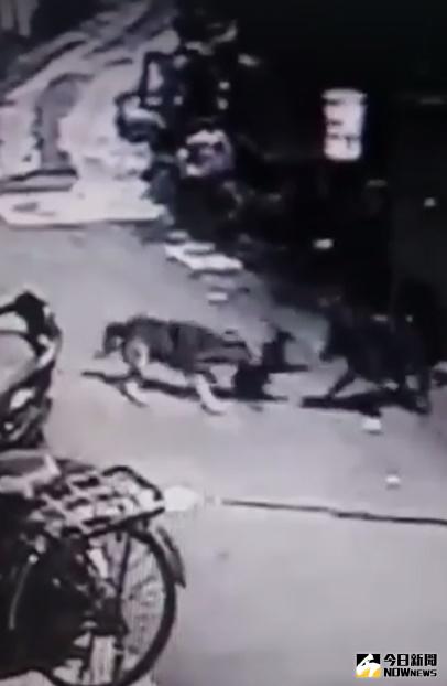 ▲群起圍攻啃咬致死，疑有民眾訓練犬隻獵殺街貓。（圖／翻攝自「台北貓慘案 全民來報案」粉絲團）