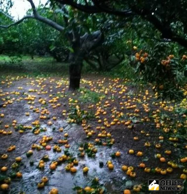 ▲梅姬颱風過境所帶來的強風，將台中市甜柿園果實掉滿地。